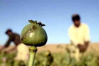 برخورد جدی با کشت خشخاش در کرمانشاه/ فروش خشخاش در عطاری‌ را طیها جرم است