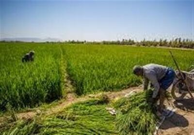 ساخت خانه کارگری در اراضی کشاورزی کرمانشاه مجوز می‌خواهد - تسنیم