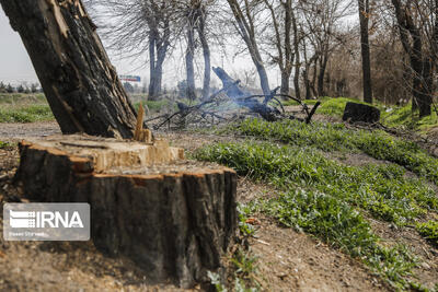 درگیری گروه قاچاقچیان چوب با ماموران یگان حفاظت منابع طبیعی نور