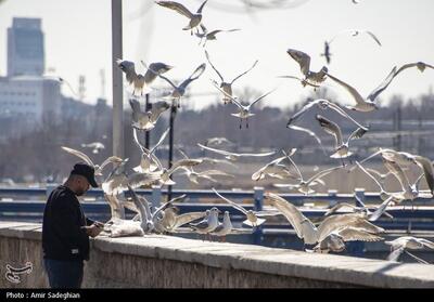 مرغان دریایی مهاجر در شیراز- عکس خبری تسنیم | Tasnim