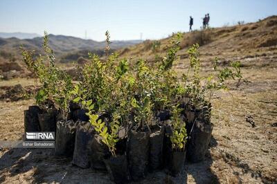 ۲۵۰ هزار اصله نهال پسته جنگلی در خراسان شمالی توزیع شد