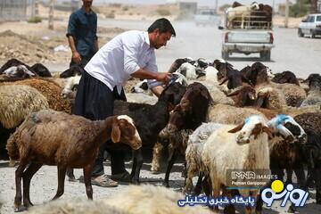 قیمت جدید دام‌زنده ۲۲ دی‌ماه ۱۴۰۳؛ گوسفند و گوساله ارزان شد | روزنو