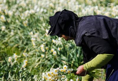 عکس/ برداشت گل‌های تزئینی در خوزستان