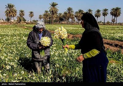 برداشت گل در شهرستان حمیدیه - خوزستان- عکس خبری تسنیم | Tasnim