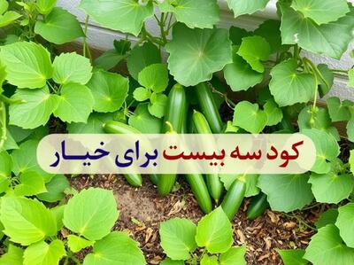 کود سه بیست برای خیار