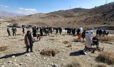 میرزایی:  ۱۷ هزار اصله نهال و بذر در عرصه‌های منابع طبیعی فارس کاشته شد