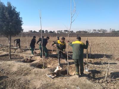 کاشت ۱۰۰ اصله نهال در طارم به مناسبت روز پدر