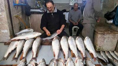 آخرین قیمت ماهی قزل آلا و انواع ماهی امروز دوشنبه ۲۴ دی ۱۴۰۳ در بازار تهران