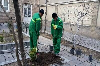 توزیع نهال رایگان در گلستان