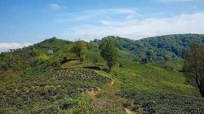 ثبت ملی نخستین باغ چای ایرانی در لاهیجان