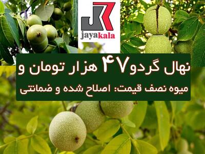 خرید نهال گردوی اصلاح شده ضمانتی فقط با ۴۷ هزار به مناسبت روز پدر