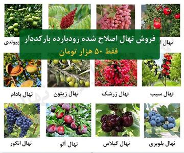 لیست ارقام نهال میوه با تخفیف استثنایی  + تضمین 100 در صد باردهی بارکددار با ارسال یکروزه