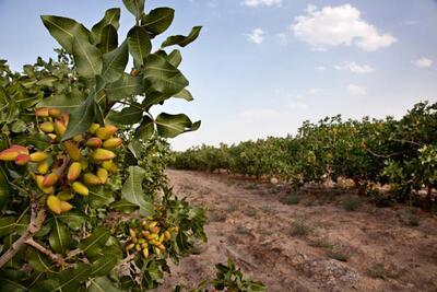 رتبه‌های تک‌رقمی ایران در تولید ۲۰ محصول کشاورزی جهان