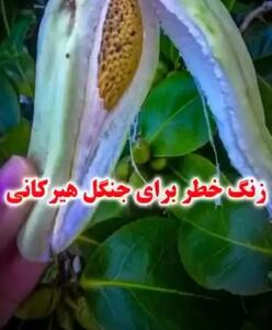 گیاه مهاجم اروجیا، زنگ خطر  برای جنگل هیرکانی + فیلم