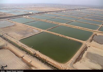 طرح روستای بدون بیکار در سواحل استان بوشهر عملیاتی می‌شود - تسنیم