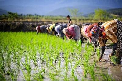 ستاد اجرایی فرمان امام برنج‌کار شد!/ آب کافی برای خودکفایی برنج موجود نیست