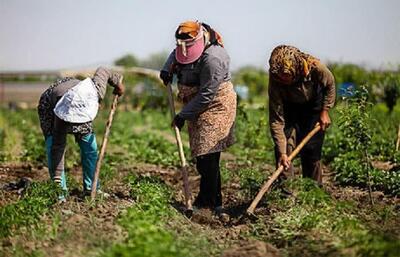 توصیه معاون پارلمانی رئیس جمهور برای یک انتصاب غیرقانونی؟/خدا به داد سفره مردم برسد!