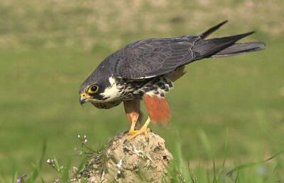 سینمای مستند   بو  دار می‌شود؟/چشمک به سیمرغ فجر از قلب روستا - تسنیم