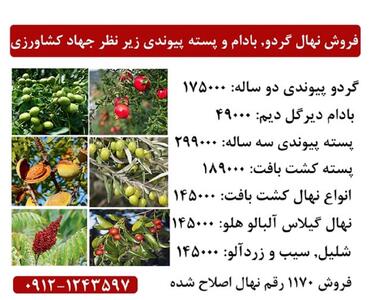 فروش ویژه نهال گردو, بادام و پسته پیوندی با باردهی تضمینی زیر نظر جهاد کشاورزی + قیمت جشنواره