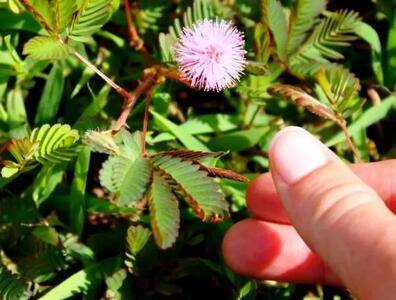 چگونه از گل قهر و آشتی مراقبت کنیم؟/  راهنمای کامل پرورش