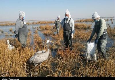 موردی از آنفلوانزای فوق حاد پرندگان تأیید نشده است - تسنیم