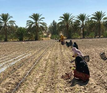 ایرانشهر قطب برتر کشاورزی در جنوب سیستان و بلوچستان است