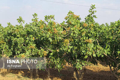 طرحی که عنوان «باغدار نمونه آبیاری کشور» را برای باغدار گرمساری به ارمغان آورد