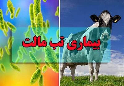 ابتلای 18000 نفر به تب مالت/بیماری افزایش چشمگیری نداشته است - تسنیم