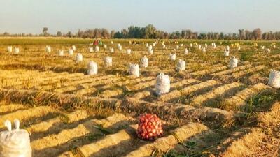 آغاز برداشت پیاز از مزارع کشاورزی سیستان و بلوچستان