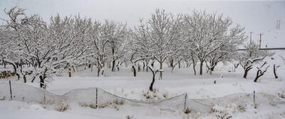 تصاویر/ بارش برف زمستانی در روستای اسکندان اسکو