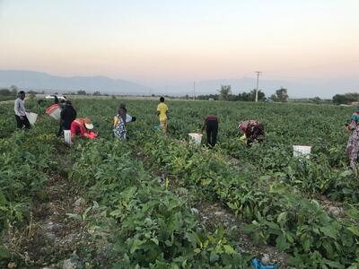 خرید ۷۰ هزار تن محصول از کشاورزان هرمزگانی