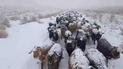 بارش برف زمستانی در روستاهای مرزی خراسان‌ جنوبی