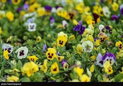 مشکل گلخانه‌های روستای نمونه اصفهان؛ مجوز دادند،‌ برق ندادند - تسنیم