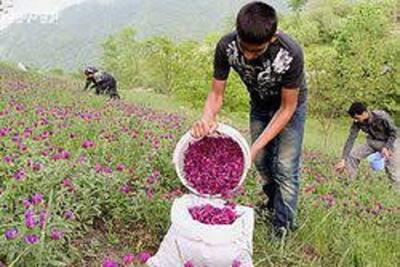 کشت گیاهان دارویی در ۱۷۰۰ هکتار از اراضی کهگیلویه و بویراحمد