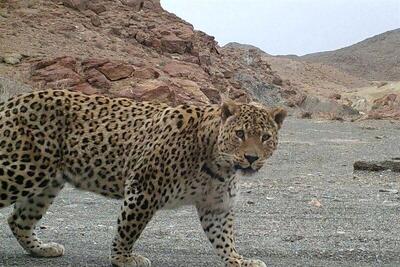 ببینید/ ثبت تصویر پلنگ ایرانی در روز اول سرشماری زمستانه در کرمان