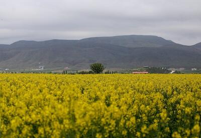 کشت ۹۵۱ هکتار انواع دانه های روغنی در دیمزارهای همدان