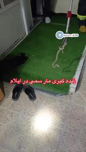 زنده گیری مار سمی در محله فاطمیه شهر ایلام توسط عوامل آتشنشانی