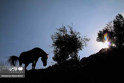 عکس: پرسهٔ اسب‌ها در طبیعت مازندران