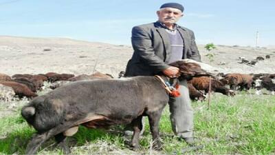 نژاد گوسفند فشندی با قدمتی بیش از ۲۰۰۰ سال