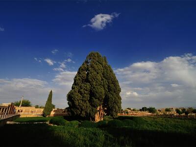 عکس/ زیبایی سرو ۵۵۰۰ ساله ابرکوه یزد از پیرترین جانداران جهان | اقتصاد24