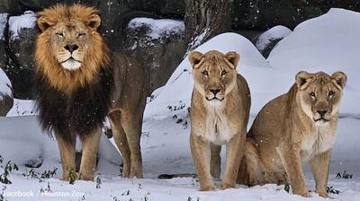 (ویدئو) شادی و بازیگوشی حیوانات باغ‌وحش با دیدن برف برای اولین بار