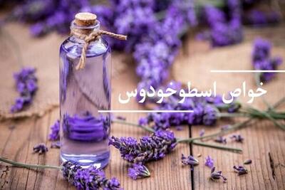 گیاهی که گنجینه‌ای از خواص درمانی است