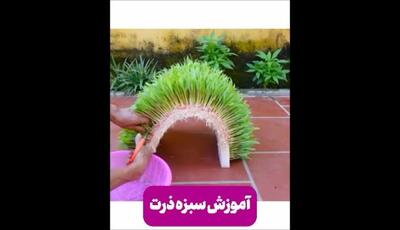 روش ساده و کاربردی برای سبزه ذرت: آموزش گام به گام سبز کردن ذرت برای سفره هفت سین