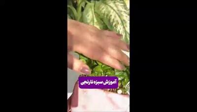 کاشت هسته نارنج و پرورش سبزه‌ای جذاب برای سفره هفت سین: نکات و مراحل ساده برای شروع در خانه