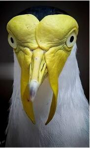 قاب امروز | تصویری از پرنده استرالیایی «Masked lapwing»  انگار مال یه سیاره دیگه‌است.‌..