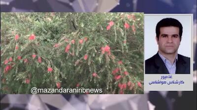 اخبار پیش بینی وضعیت آب و هوا مازندران فردا یکشنبه ۷ بهمن ماه ۱۴۰۳ | هواشناسی مازندران طی ۲۴ ساعت آینده