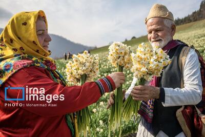 تصاویر: برداشت گل نرگس در مزارع زیبای گلستان