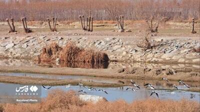 پرندگان مسیر رودخانه زاینده‌رود تا تالاب گاوخونی