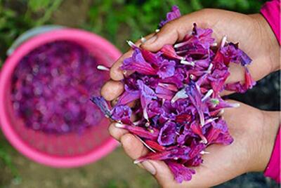 خواص گل گاوزبان ؛ مصرف گل گاوزبان برای این افراد مضر است / طبع گل گاوزبان سرد است یا گرم ؟