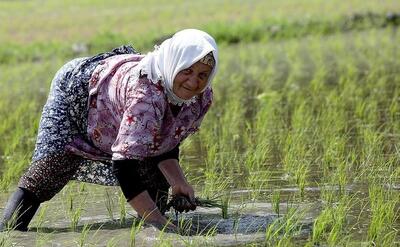 صعود قیمت برنج ایرانی در بازار؛ هیچ‌کس پاسخگو نیست!